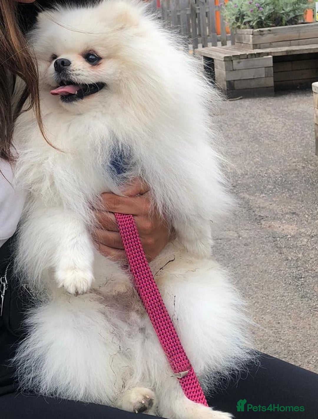 Pomeranian dogs for stud: Russian white stud (Monti muffins) - Image 2