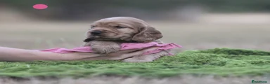Cocker Spaniel 6