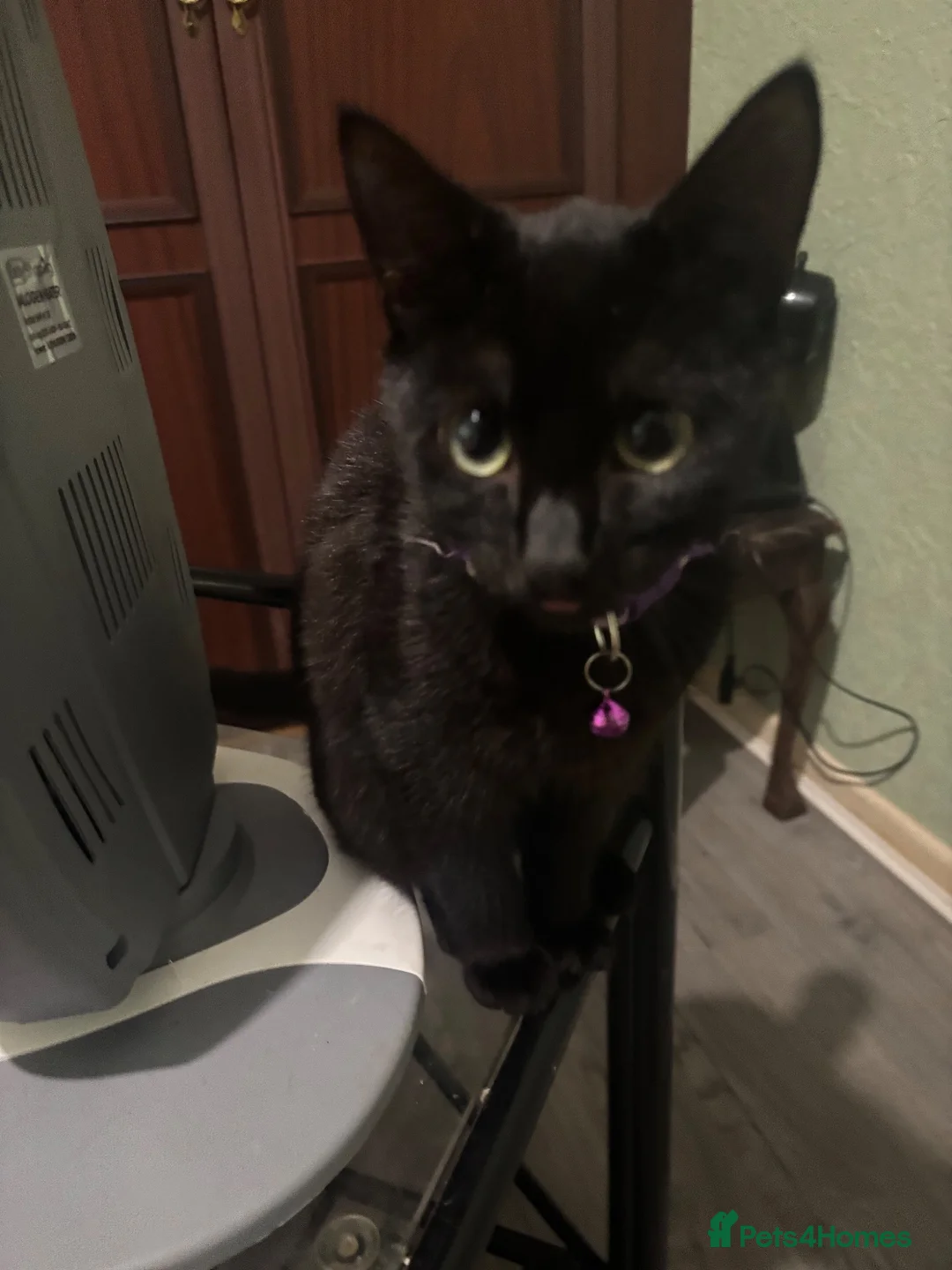 British Shorthair cats for sale: Black kitten  - Advert 1