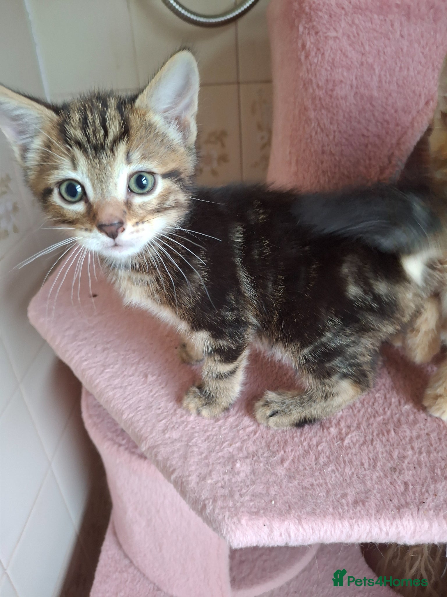 Mixed Breed cats for sale: 2 Beautiful Boys Available  - Advert 8
