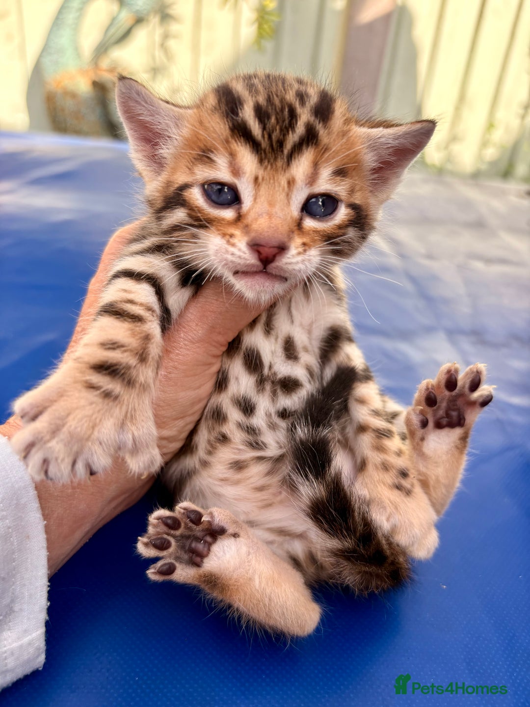 Keetso cats for sale: Stunning golden keetsos  - Image 14