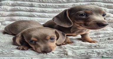 Miniature Dachshund dogs - Advert 10