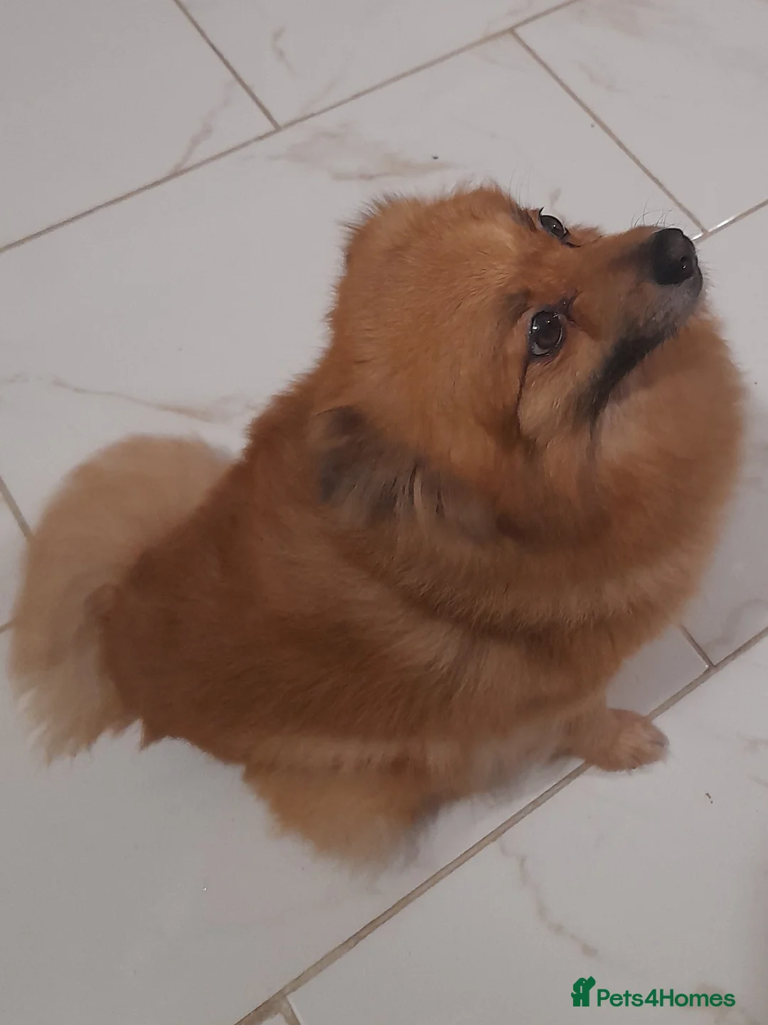 Pomeranian dogs for sale: Very friendly Pomeranian girl 7 years  - Advert 2