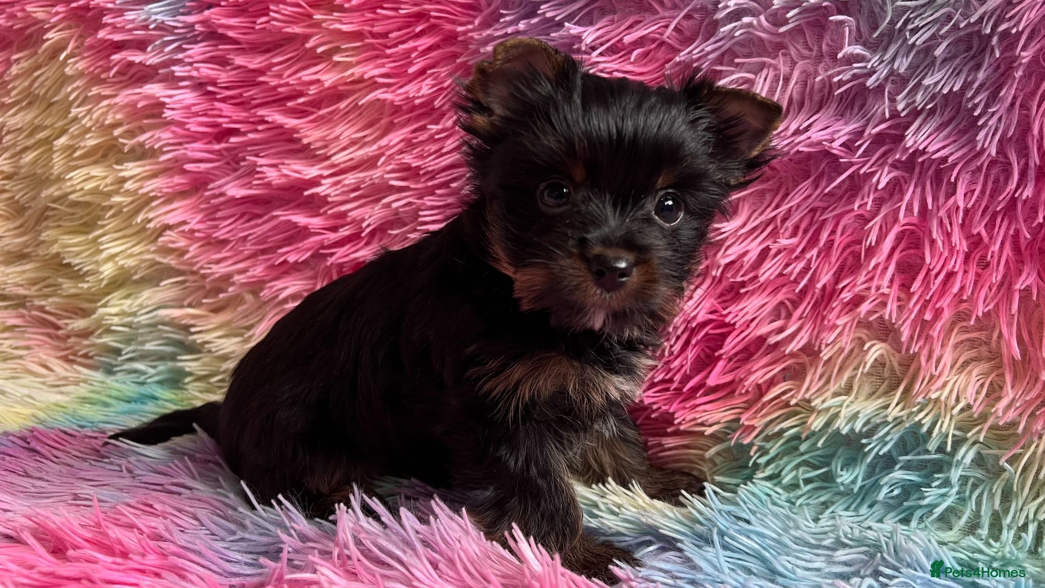 Yorkshire Terrier dogs Tiny pedigree Yorkie boy - Advert 4