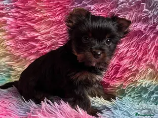 Yorkshire Terrier dogs Tiny pedigree Yorkie boy - Advert 4