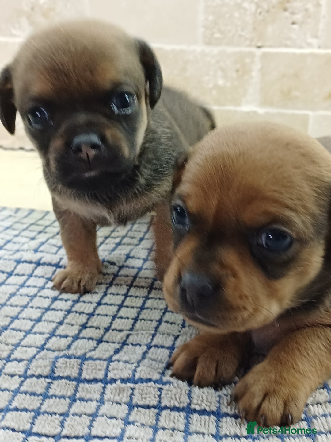 Mixed Breed dogs for sale: Pug x dachshund  ( Daug?) - Image 8