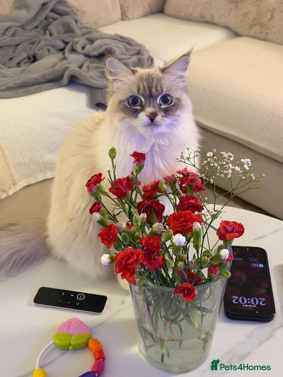 Siberian cats Rare Siberian Cats Available😻💯 - Advert 1