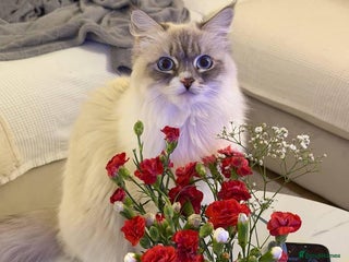 Siberian cats Rare Siberian Cats Available😻💯 - Advert 2