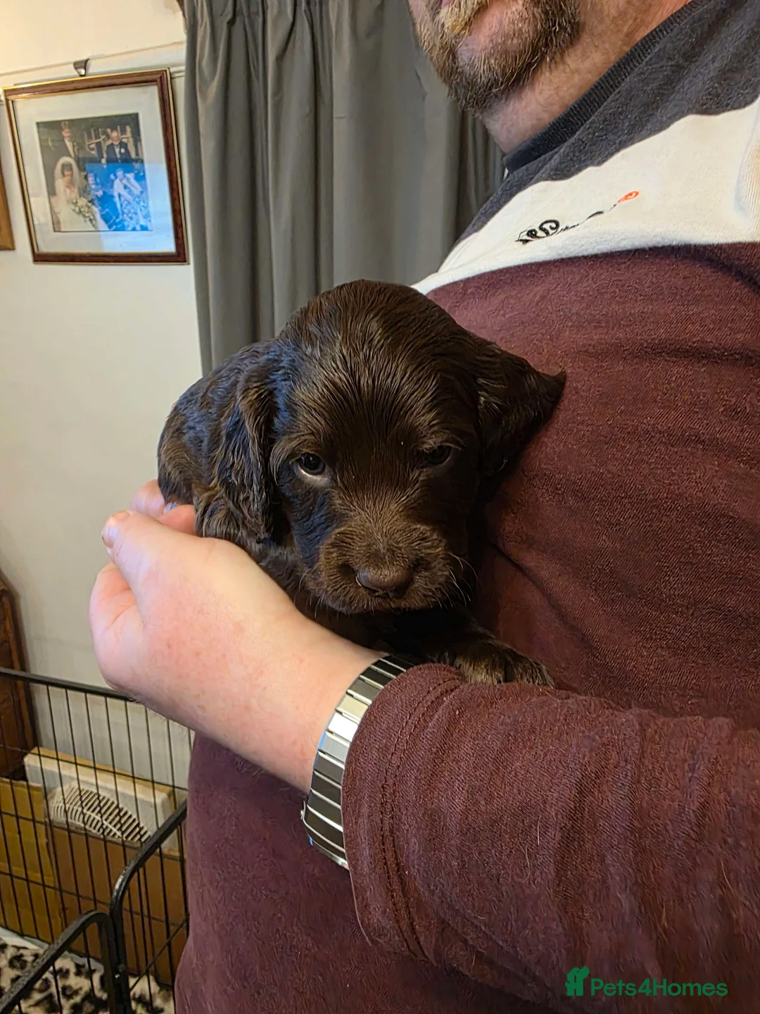 Cockapoo dogs for sale: Litter of Cockapoo's for sale - Advert 8