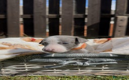 Whippet dogs for sale: READY NEXT WEEK! GORGEOUS WHIPPET PUPPIES - Image 20