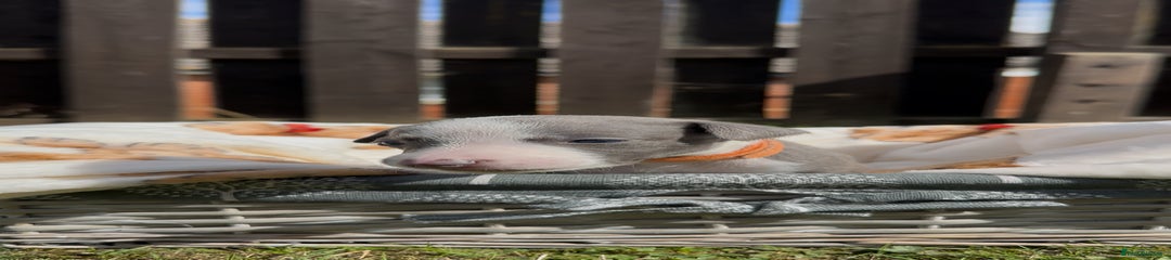 Whippet Puppy 9