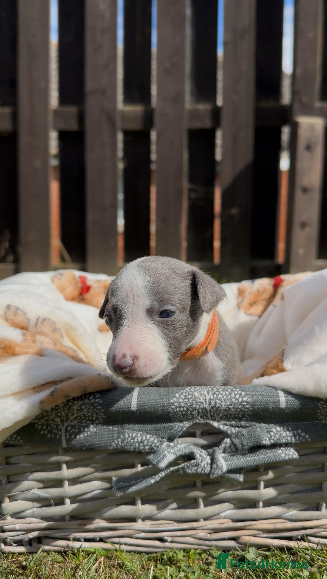 Whippet dogs for sale: READY NEXT WEEK! GORGEOUS WHIPPET PUPPIES - Image 20
