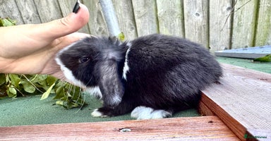 Mini Lop rabbits - Advert 1