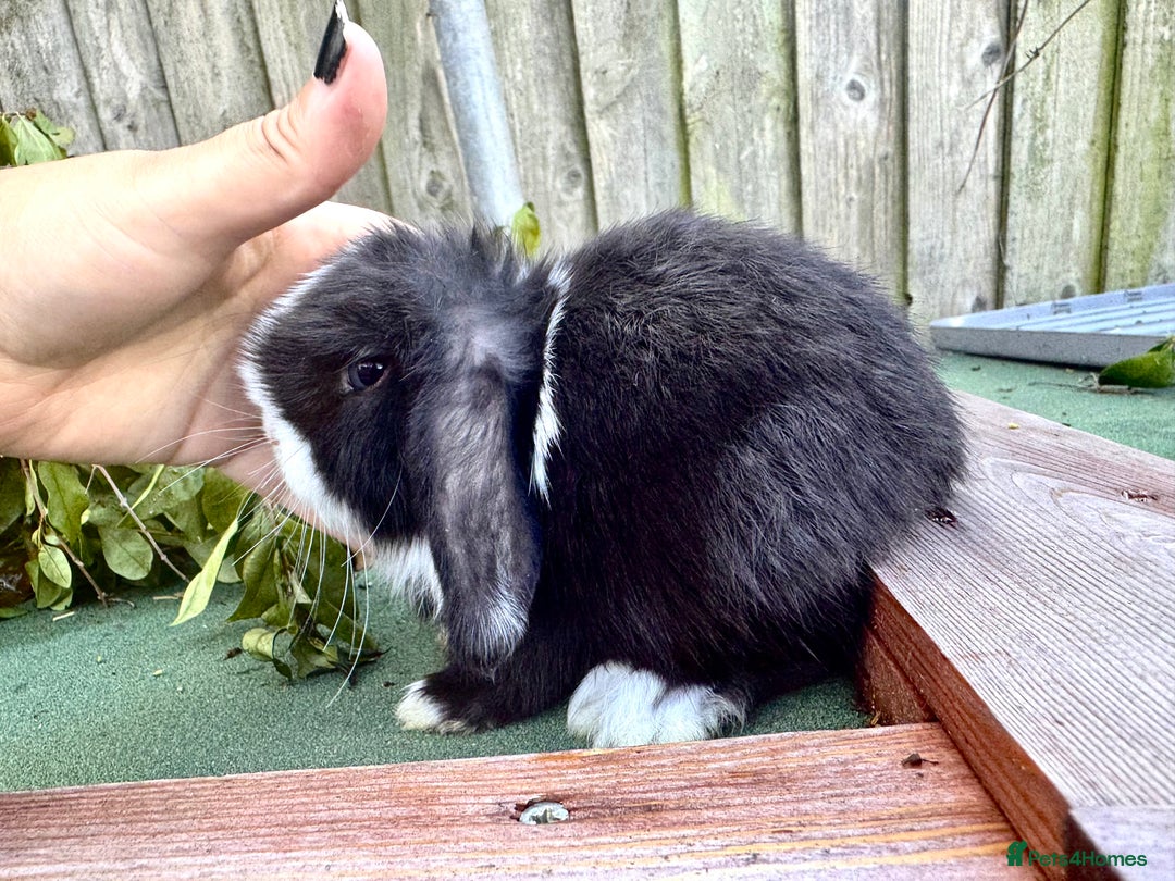 Mini Lop rabbits for sale: PUREBRED MINI LOP & MINI REX BABIES - Image 2