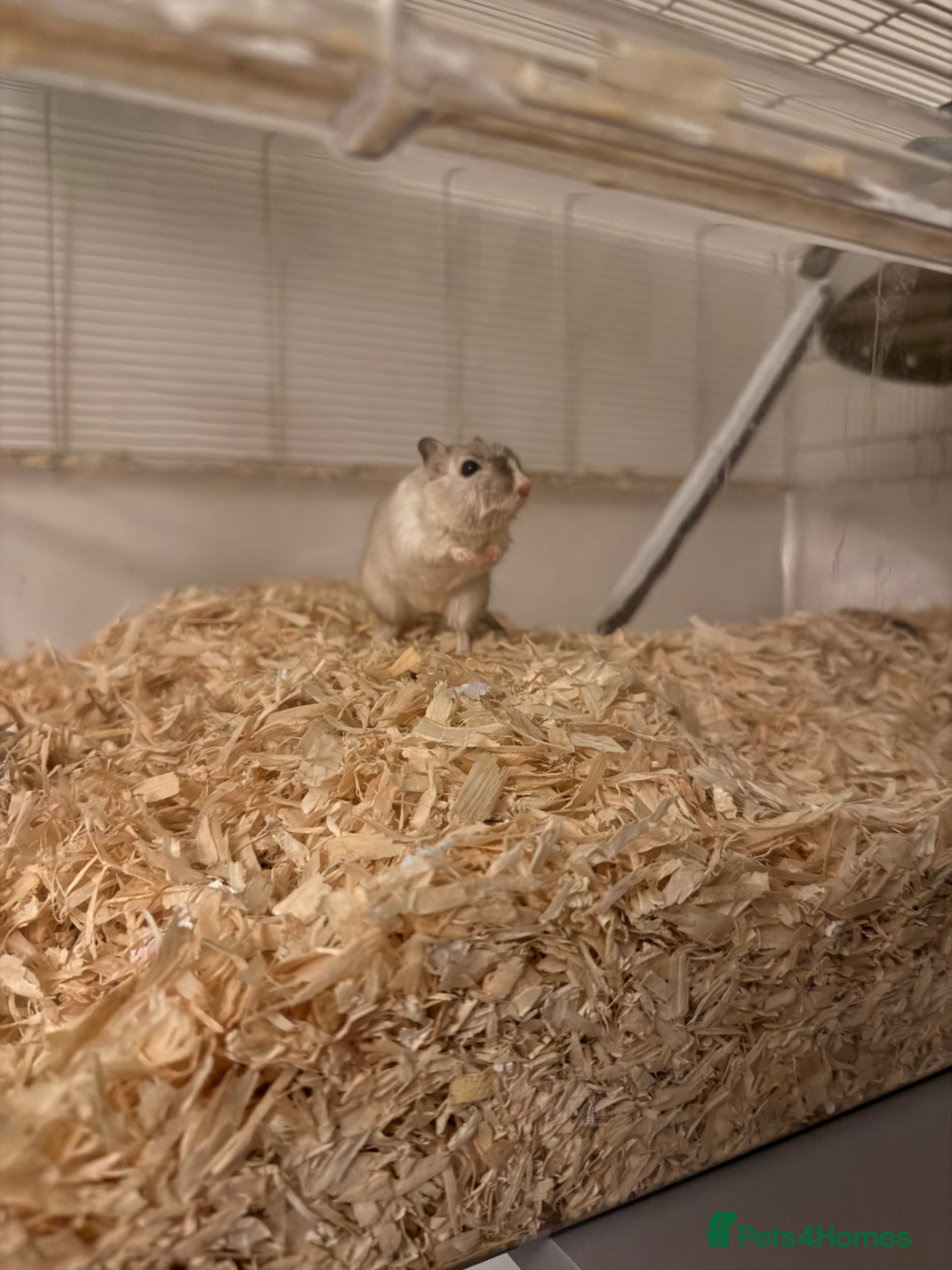 Gerbil rodents Gerbils  - Advert 1