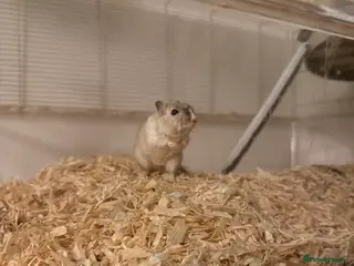 Gerbil rodents Gerbils - Advert 1
