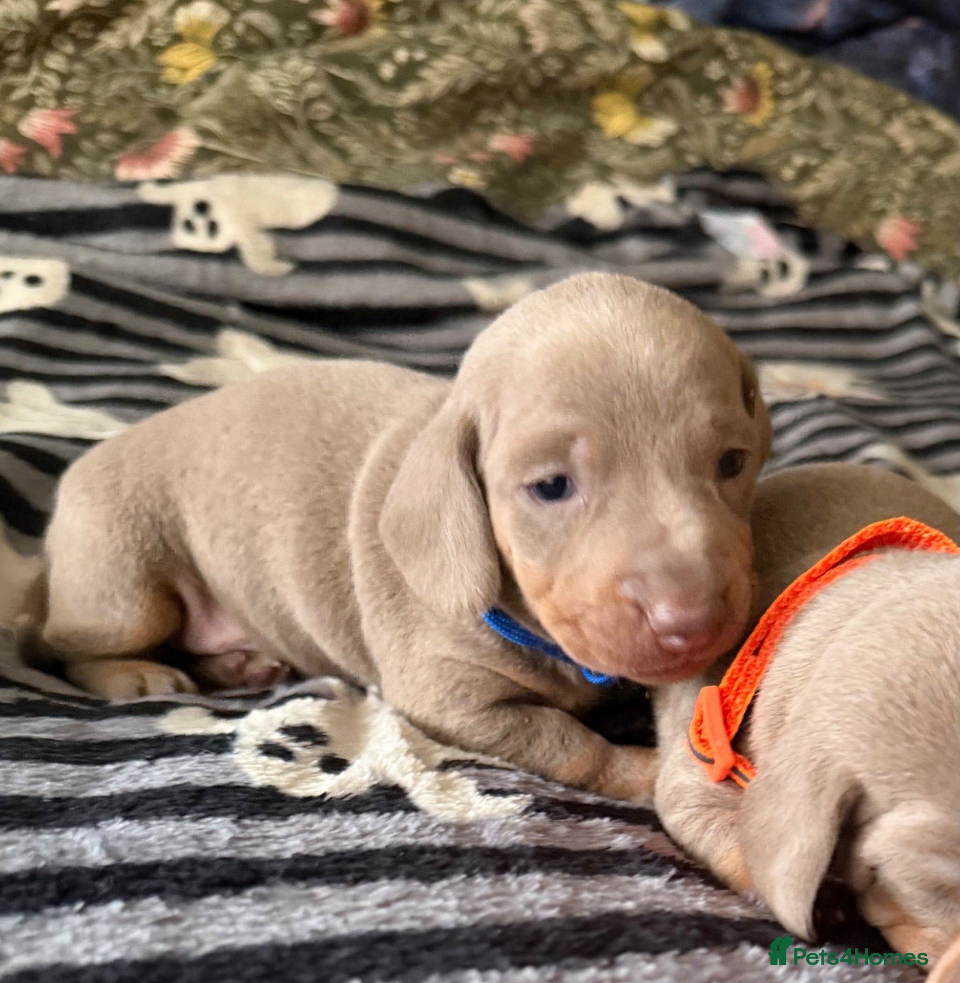 Dachshund dogs for sale: Miniature smooth-haired dachshund  - Advert 1