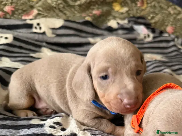 Dachshund dogs for sale: Miniature smooth-haired dachshund - Advert 1