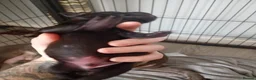 Staffordshire Bull Terrier dogs for sale: Stunning Staffordshire Bull Terrier Puppies - Advert 12