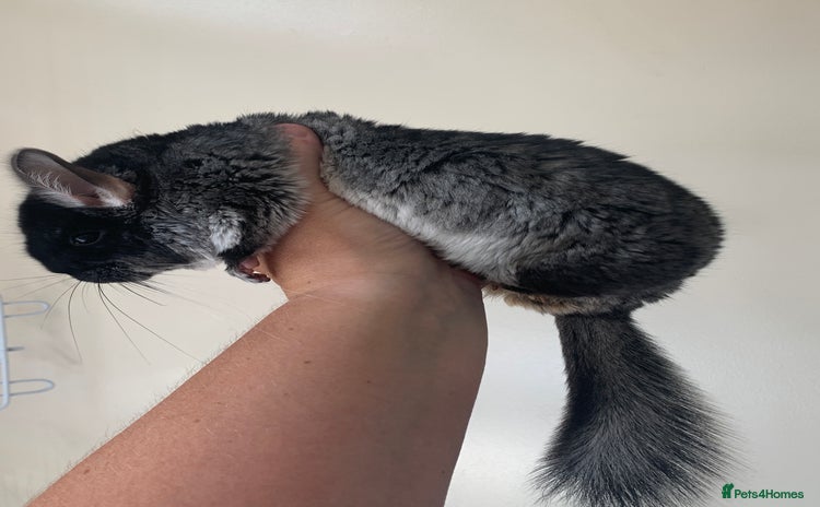 Chinchilla rodents - Advert 1