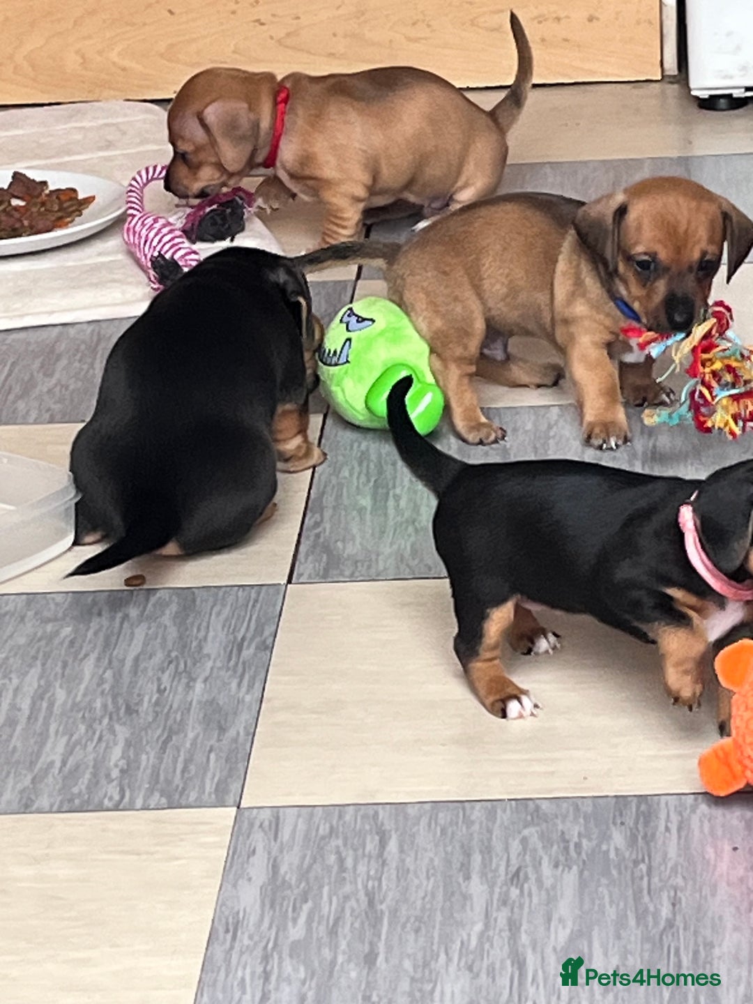 Mixed Breed dogs for sale: 5 Jack Russell x miniature dashound puppies £800 - Image 32