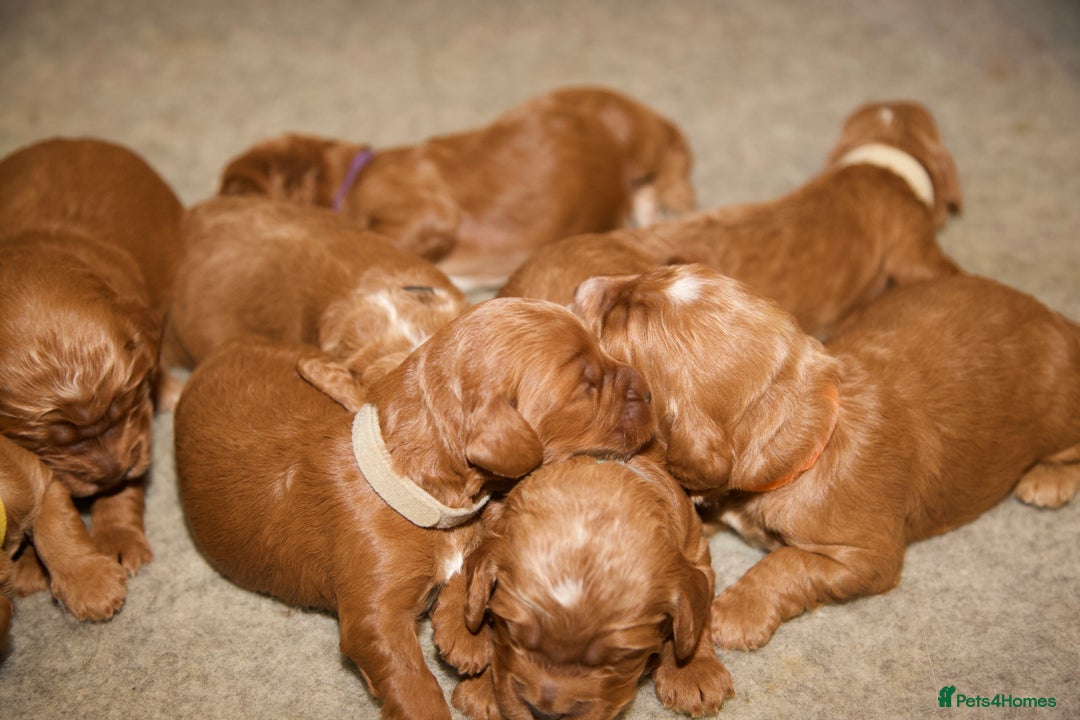Cockapoo dogs for sale: Gorgeous Fox Red Cockapoo Puppies avail 15/12/25 - Image 16