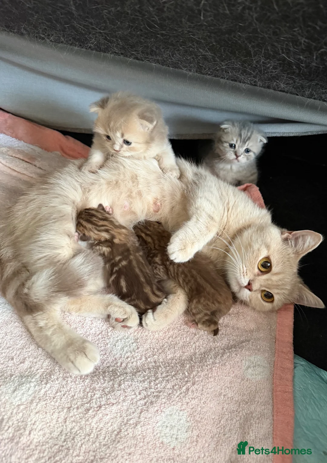Munchkin cats for sale: Beautiful Golden Chocolate kittens - Advert 6