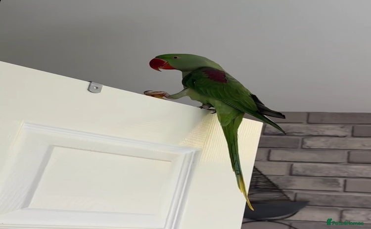 Parrots birds - Advert 1