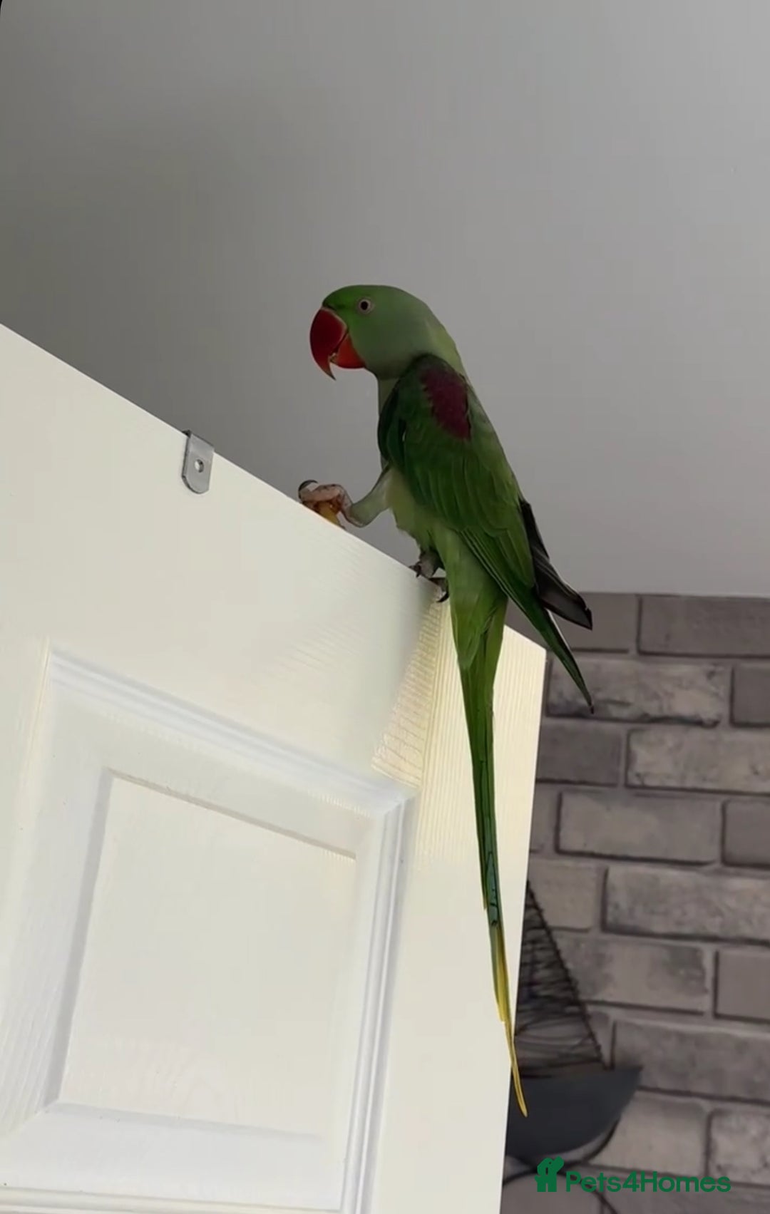 Parrots birds for sale: Alexandria parrot - Image 1