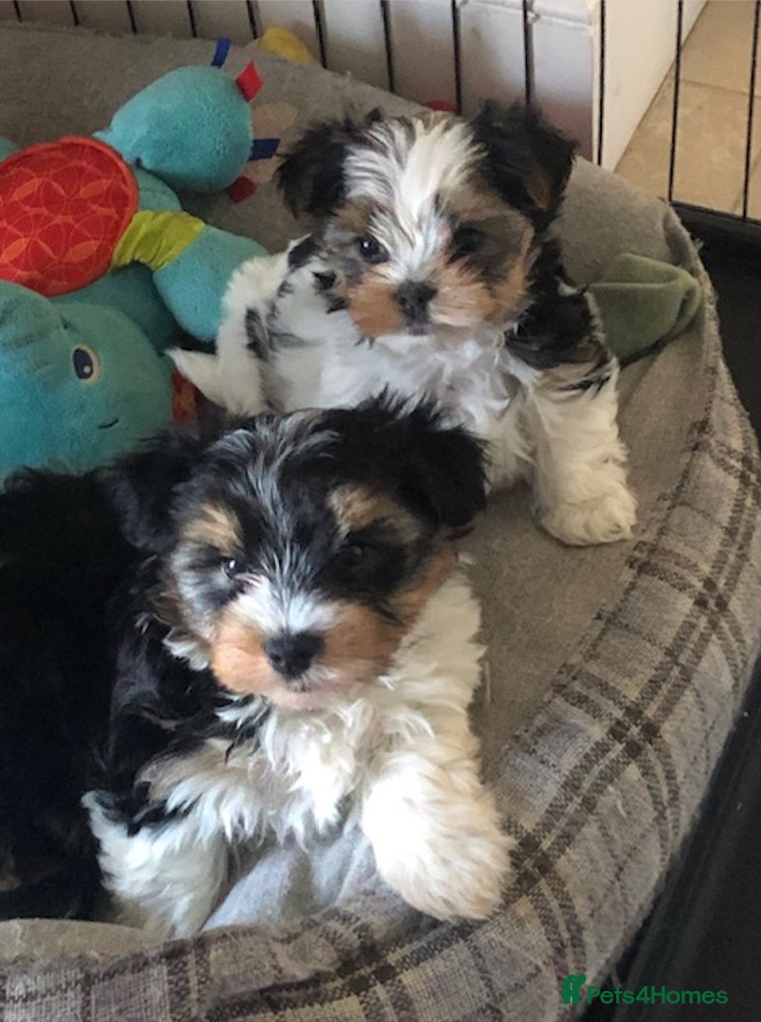 Biewer Terrier dogs for sale: World's best puppies. Intelligent, funny, loving. - Image 1