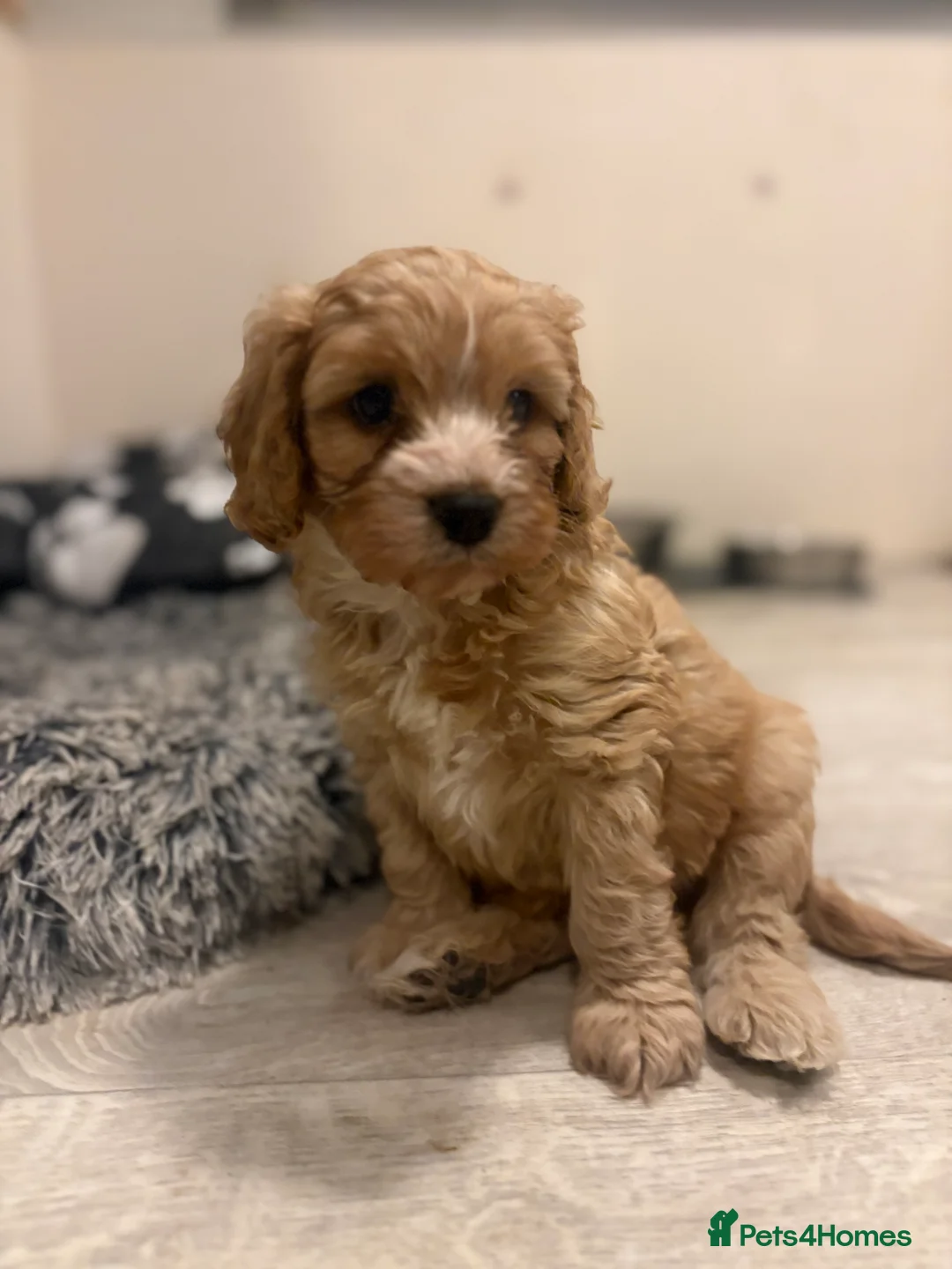 Cavapoo dogs for sale: One Gorgeous Apricot Cavapoo Boy  - Advert 6