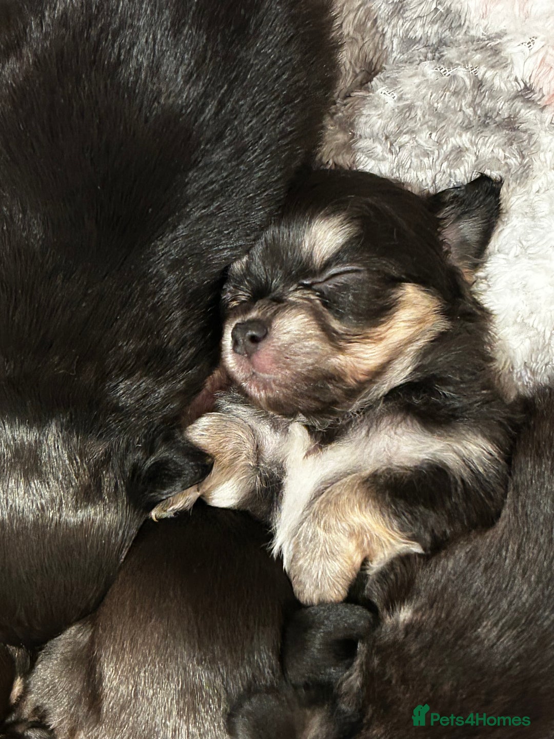 Chiweenie dogs for sale: gorgeous chihuahuas/chiweenie cross pups  - Advert 3