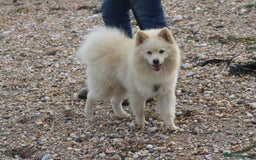 Pomsky dogs for sale: Pomsky looking for new home - Image 3