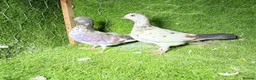 Pigeons birds for sale: Beautiful Vaccinated Pigeons – Quick Sale £20 - Advert 2