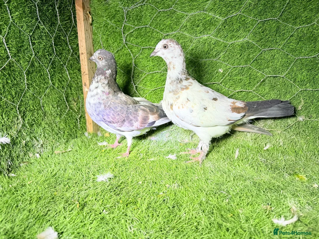 Pigeons birds for sale: Beautiful Vaccinated Pigeons – Quick Sale £20 - Advert 2