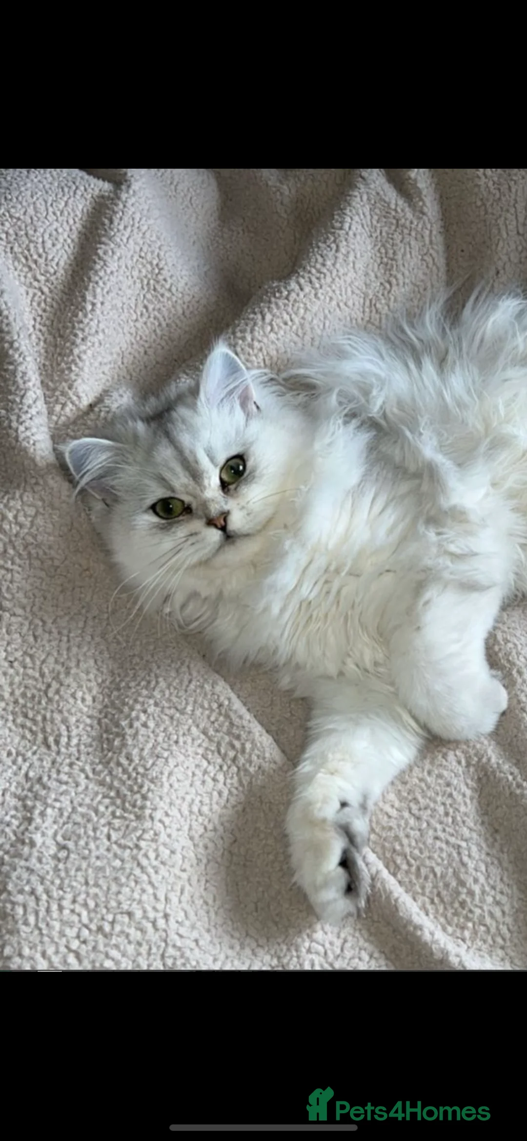 Persian cats for sale: Persian Chinchilla - Advert 2