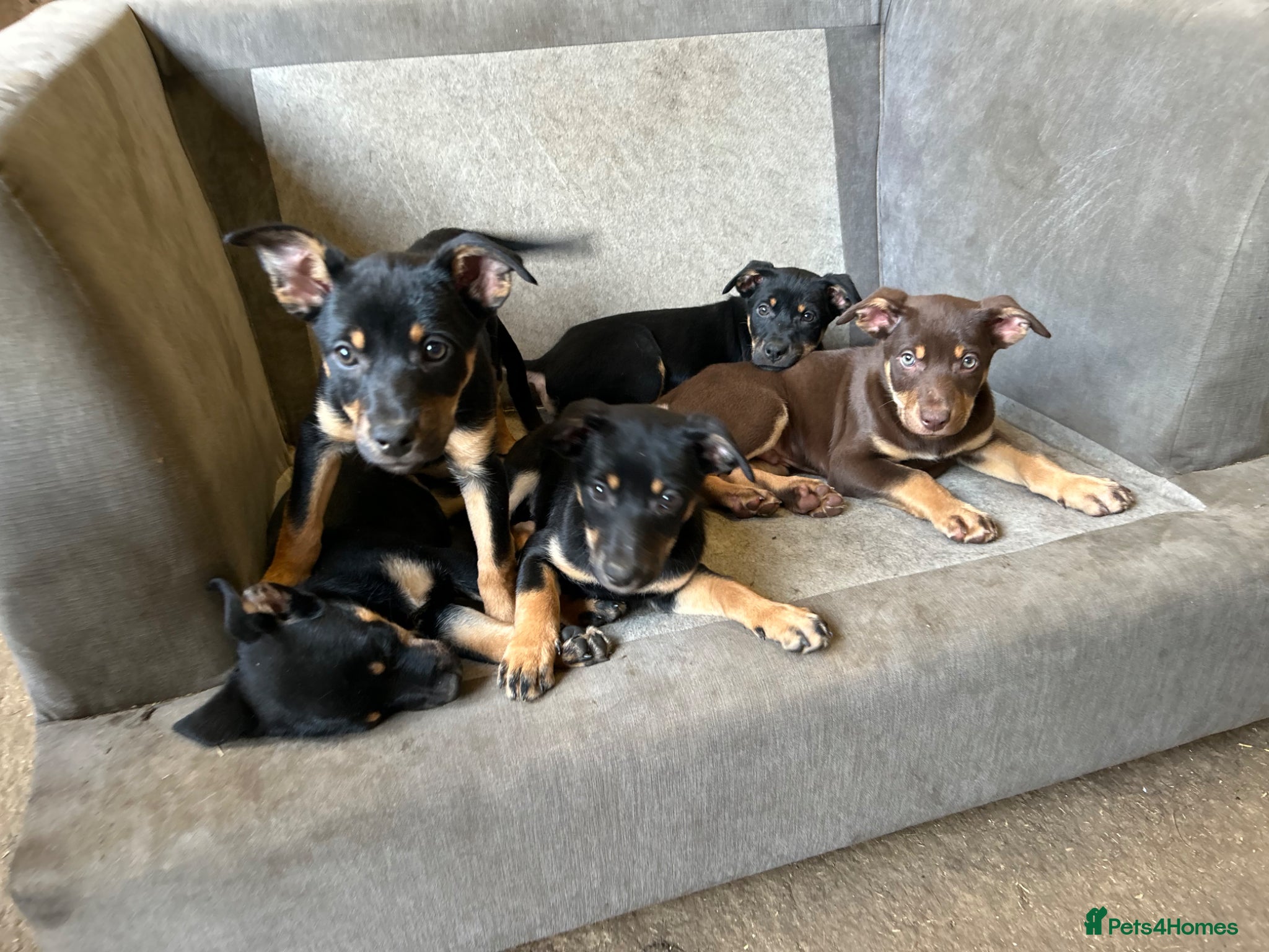 Australian Kelpie dogs Australian kelpie puppies - Advert 1