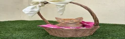 Mixed Breed cats for sale: 2 beautiful kittens looking for their forever home - Advert 29