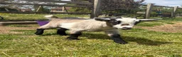 Goats livestock for sale: Pygmy goat for sale (open to offers) - Advert 6