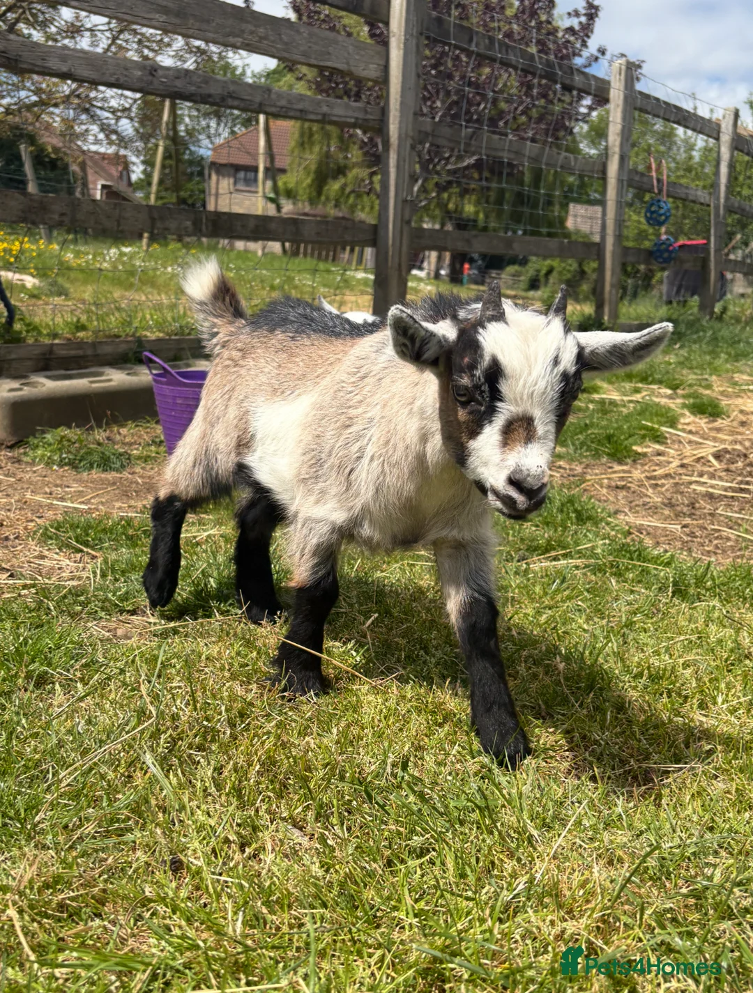 Goats livestock for sale: Pygmy goat for sale (open to offers) - Advert 6