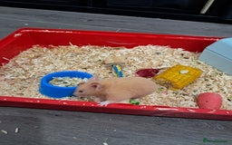 Hamster rodents for sale: Syrian Hamster - Image 1