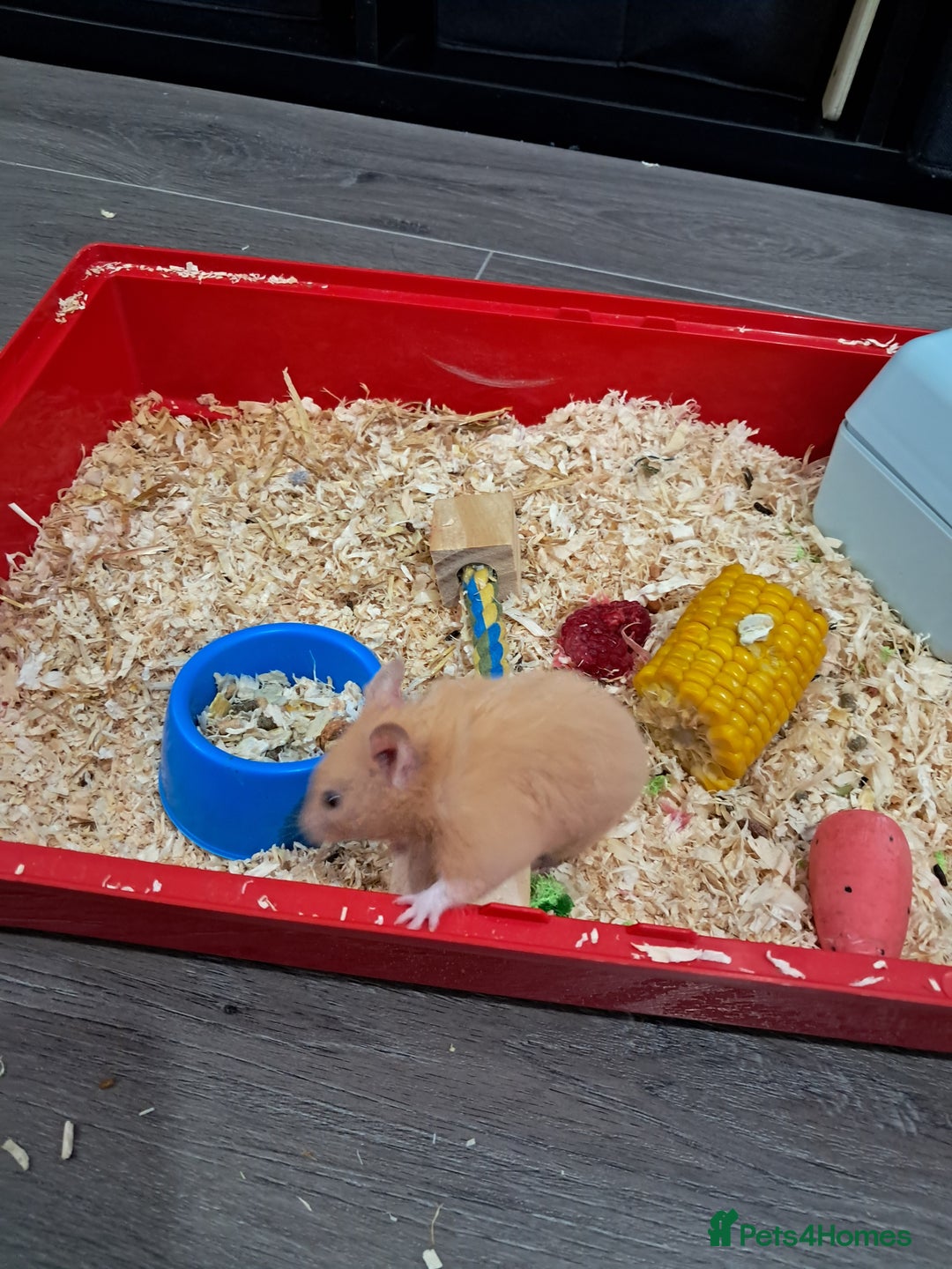 Hamster rodents for sale: Syrian Hamster - Image 1