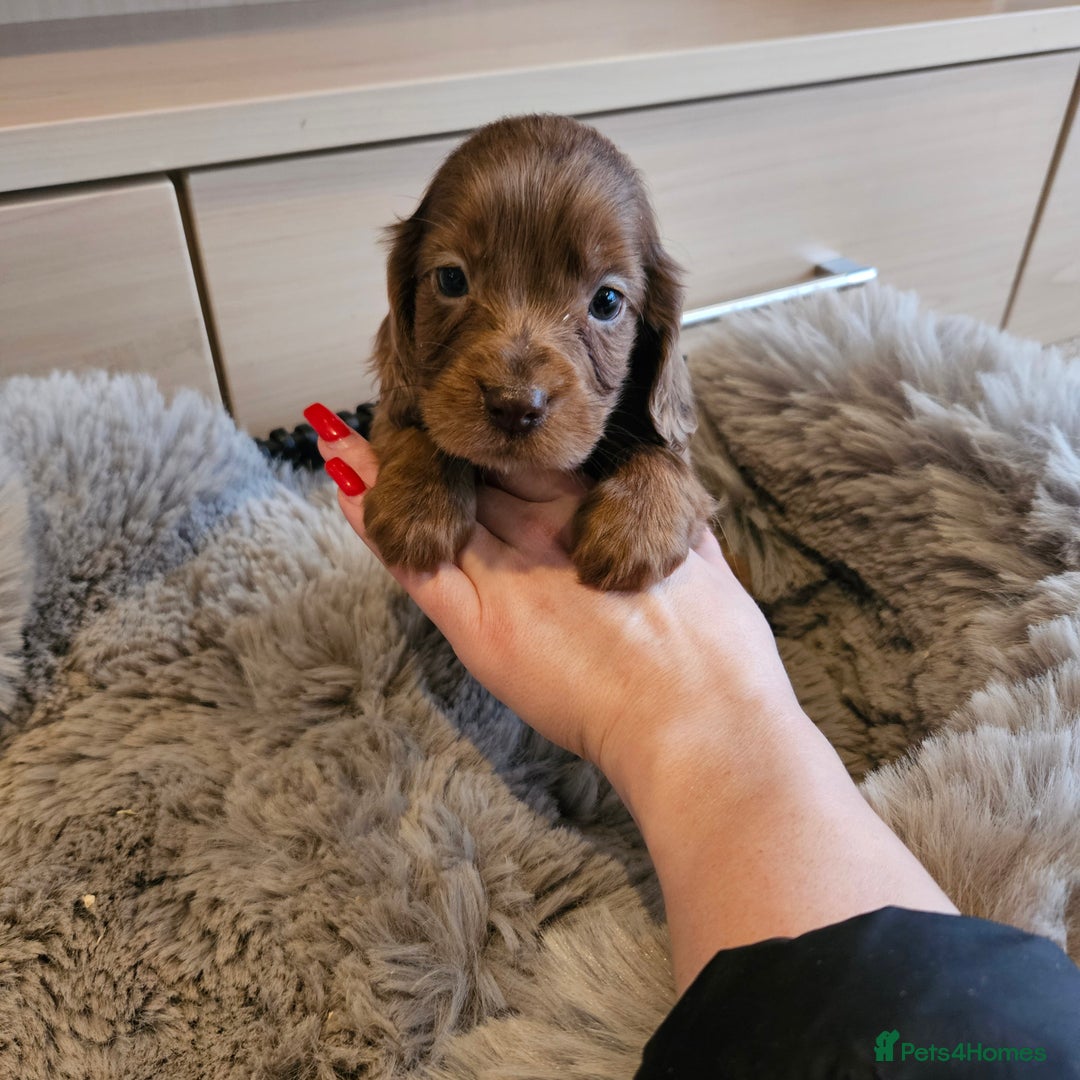 Cocker Spaniel dogs for sale: Rare Merle Working Type Cocker Spaniels - Advert 22