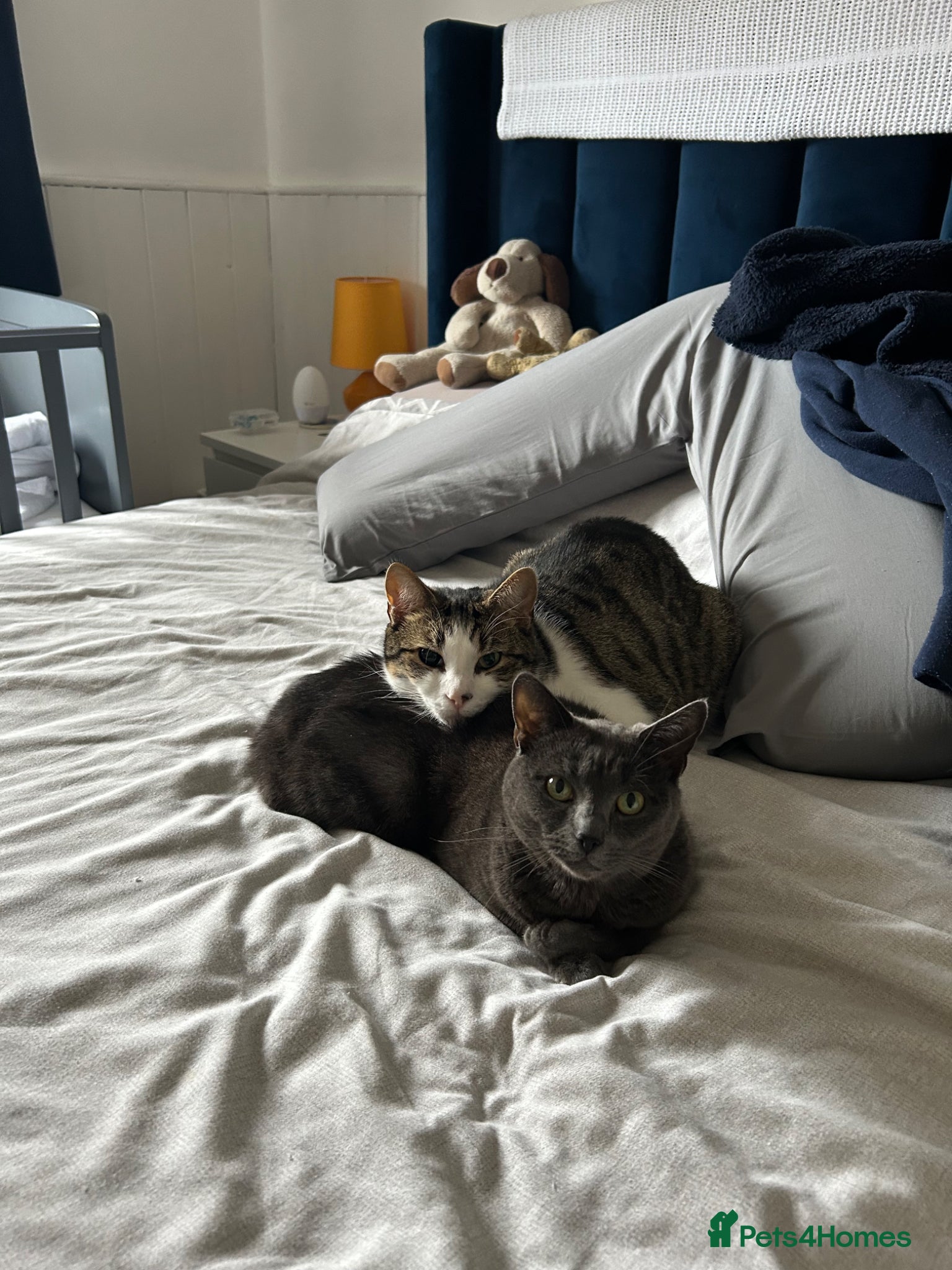 British Shorthair cats Two adult cats for rehoming - Advert 11