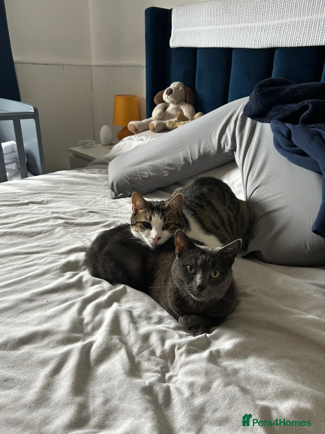 British Shorthair cats for sale: Two adult cats for rehoming in Droitwich - Advert 1