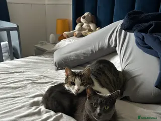 British Shorthair cats Two adult cats for rehoming - Advert 11