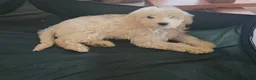 Goldendoodle dogs for sale: f1 goldendoodle puppies READY NOW  - Advert 3