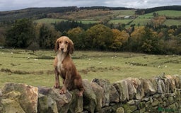 Cocker Spaniel dogs for sale: Cocker Spaniel Puppies - Image 3
