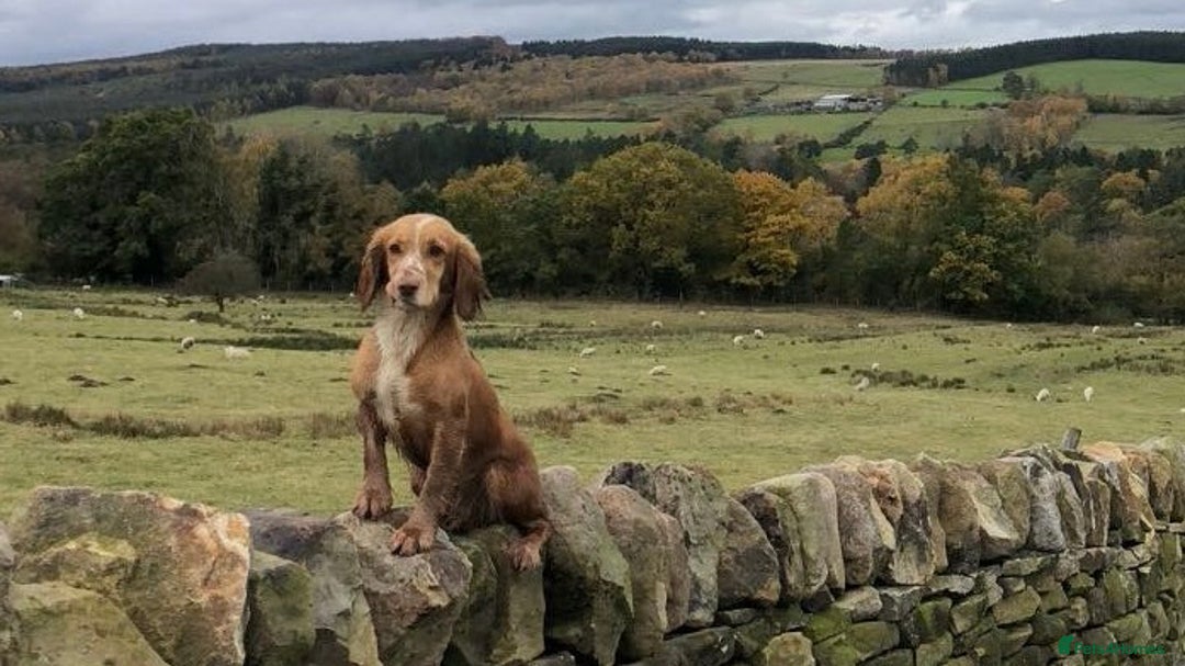 Cocker Spaniel dogs for sale: Cocker Spaniel Puppies - Image 3
