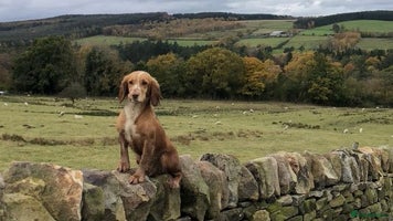 Cocker Spaniel dogs Cocker Spaniel Puppies - Advert 4